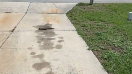 Florida local's surprise driveway encounter with baby alligator leaves her unsure what to do