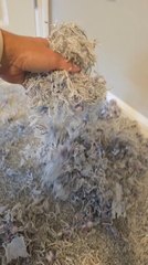 Puppy Tears Carpet After Getting Locked in Room