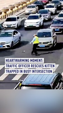 Traffic officer rescues kitten trapped in busy intersection