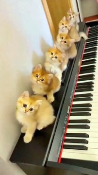 Cat videos | cute cats kittens part- 4 😻🐾 #shorts #cat #catvideos #shortvideo #trending #animals #cats #trendingreels #trending #shorts #love #musicandnature1