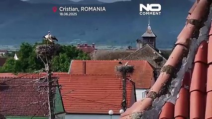 Le famose cicogne bianche di Cristian vengono monitorate per la conservazione