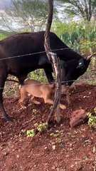 cow dog fighting