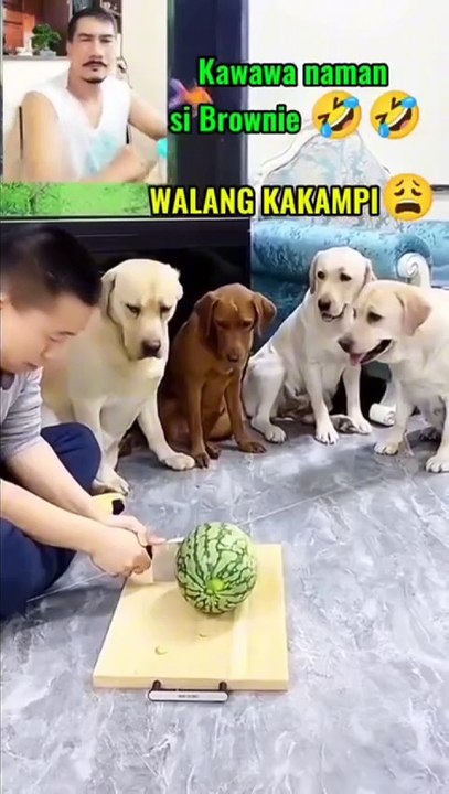The Dog Funny video