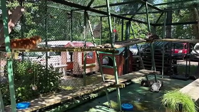 La SPA submergée par les abandons d’animaux à l’approche de l’été