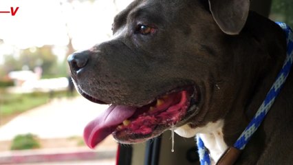 Your Dog Might Be Raising Your Homeowner’s Insurance—Here’s Why.mp4