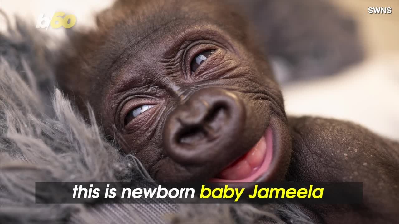 Zookeepers Use Gorilla Suit to Help Baby Gorilla Bond With Surrogate Mom.mp4
