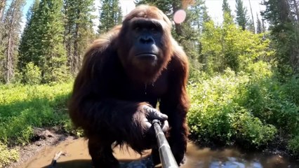 Bigfoot VLOG - Bear Fight