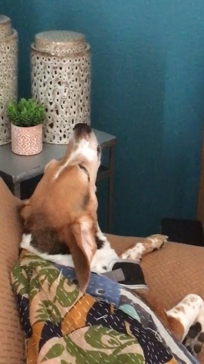 Beagle Howls Back When Owner Meows