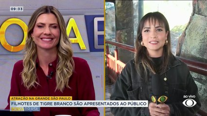 Filhotes de tigre branco nascem em parque de Cotia, em SP