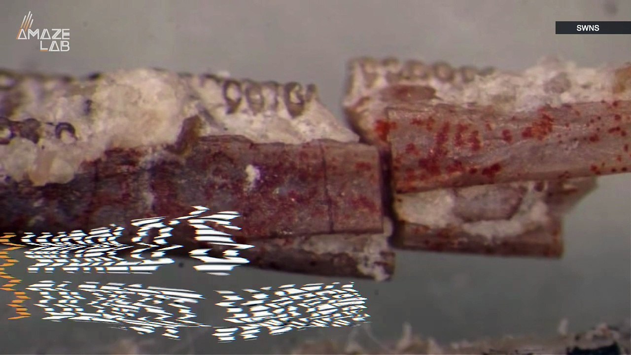 Could This Be the World’s Oldest Worm Species?.mp4