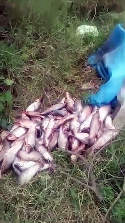 Denuncian que botan pescados pequeños