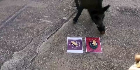 Totoche, le sanglier pronostiqueur du Revest, voit la victoire du RCT en demi-finale de Top 14