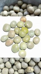 सागरगोटा जड़ी-बूटी के फायदे 💯