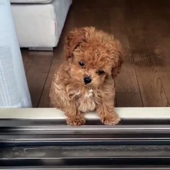 Adorable Puppy Steals Hearts! 😍🐶  Cățeluș Frumos Foc