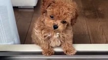 Adorable Puppy Steals Hearts! 😍🐶  Cățeluș Frumos Foc