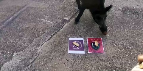 Totoche, le sanglier pronostiqueur du Revest, voit la victoire du RCT en demi-finale de Top 14