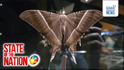 Tropical Swallowtail Moth, namataan sa iba't ibang lugar sa Metro Manila | SONA