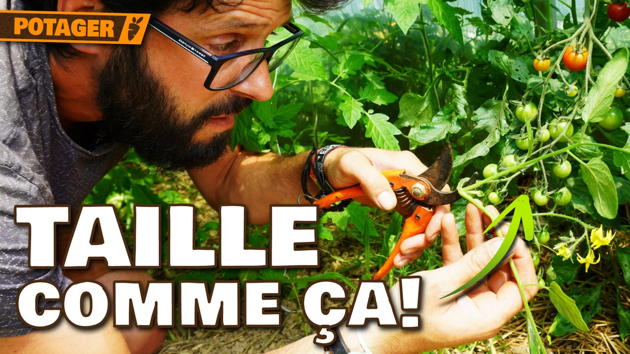 Comment je taille mes tomates, concombres, melons et pastèques (résultats garantis !) 🍅🍈