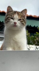 i gatti avvertano l’arrivo del loro umano quando sta per tornare a casa?