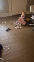 Dog Wrecks House After Owner Leaves Her Sleeping on Bed