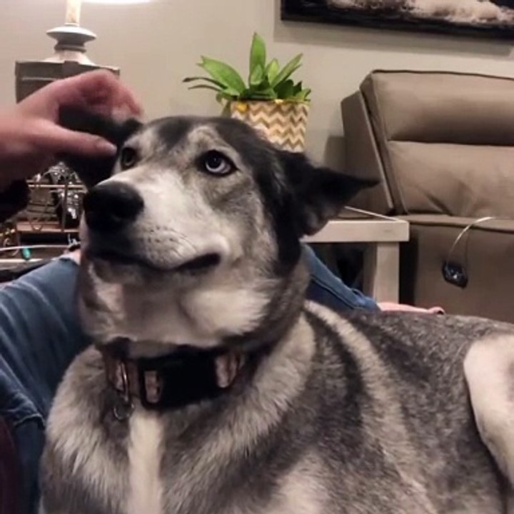 Un chien aime qu'on lui gratte l'oreille