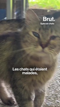 Elle a créé l'EhpadCat , un lieu pour offrir une belle fin de vie aux chats malades ou âgés