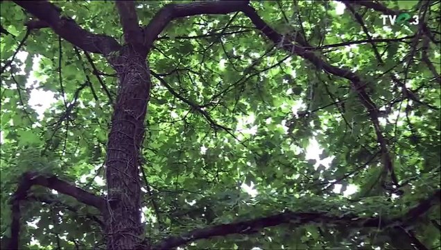 Elena Marin Manda - Am si eu o lelisoara (Din arhiva TVR - TVR 3 - 08.06.2025)