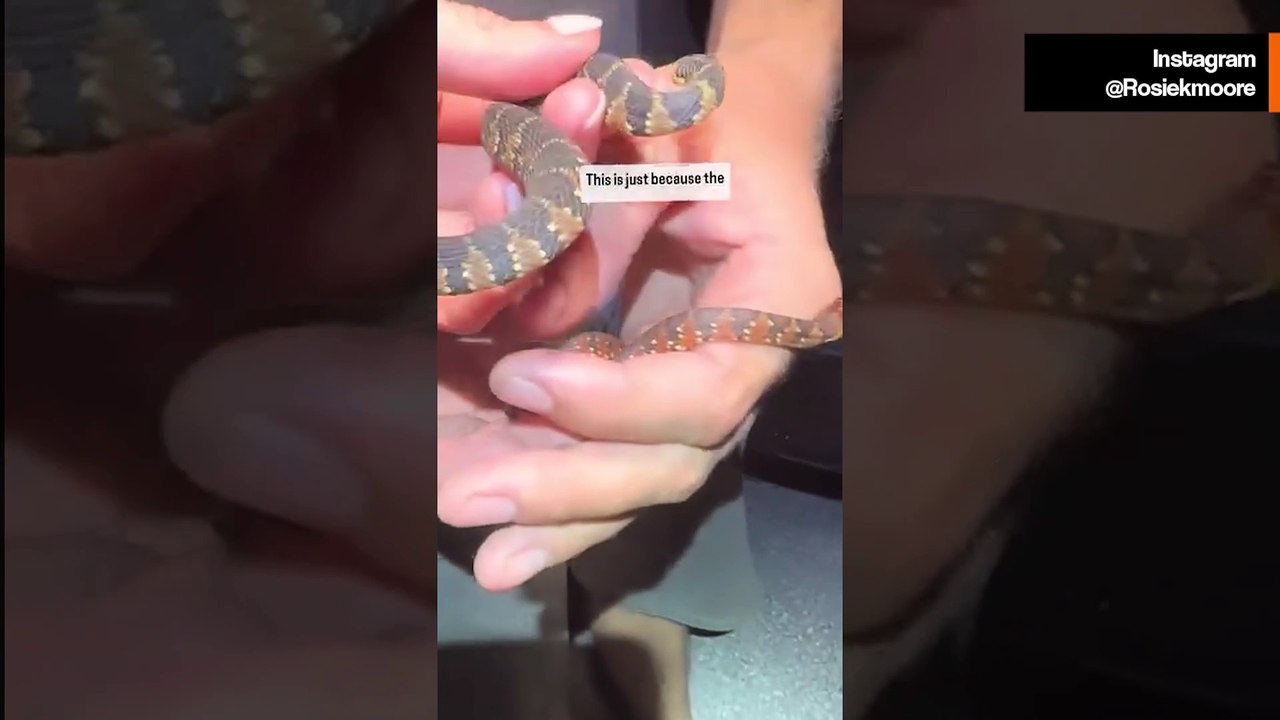 Zwei schlangen, eine lektion: das aussehen täuscht oft | video von biologin rosie moore