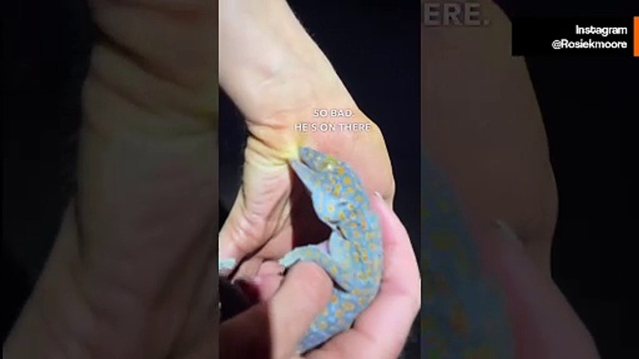 Klein, aber gefährlich: Die Kraft des Tokay-Geckos | Video von Biologin Rosie Moore