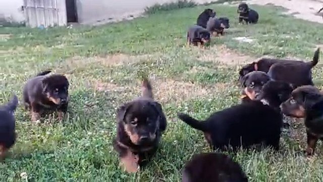 Chiots Beaucerons des Ganches de la Loire