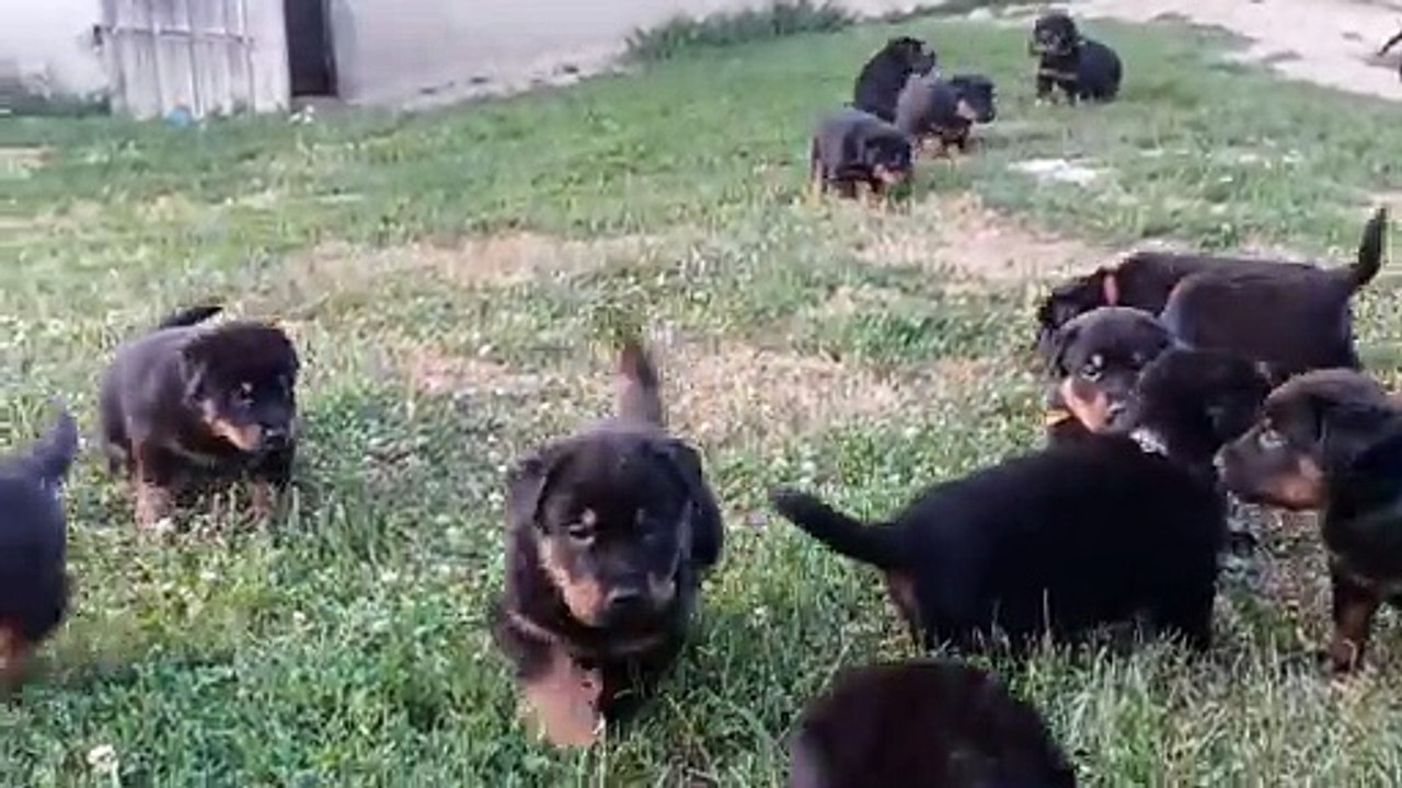 Chiots Beaucerons des Ganches de la Loire