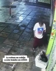 #Viral - Le roban su cobija a este lomito 😪🐶A través de redes sociales se hizo viral esta imagen, donde una persona le robó su cobijita a este lomito qué estaba usándola cómodamente en una de las calles de la alcaldía #