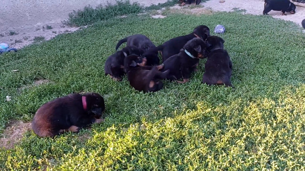 Chiots Beaucerons des Ganches de la Loire