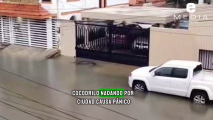Cocodrilo nada por calles de Ciudad Madero y causa pánico