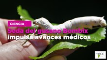 Seda del gusano Bombyx impulsa avances médicos