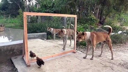 Animal funny videos. Animal Adventurers