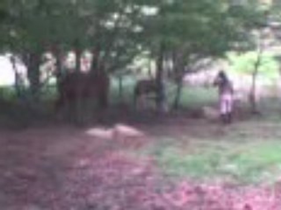 Les chevaux à Malescaliers