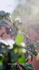 I Rented a Daddy and He Stayed Full Chinese Drama - English Sub