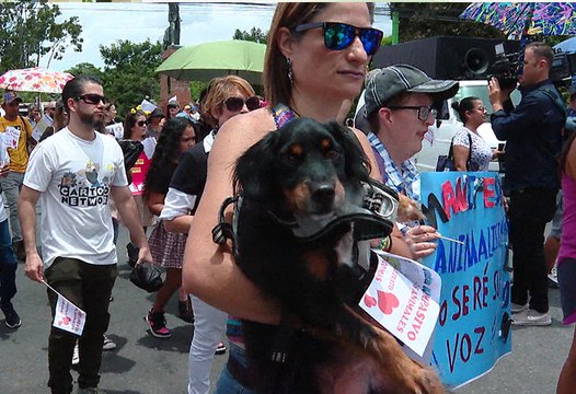 Animalistas marcharán este domingo por San José N7-Animalistas marcharán este domingo por San José -200625