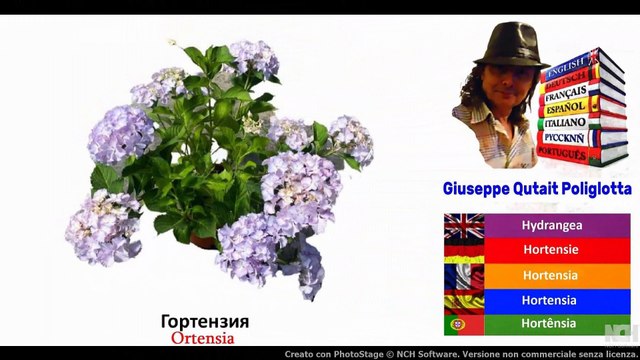 Visual Dict with Audio орхидея, гортензия, ячмень, пачка сигаретolo