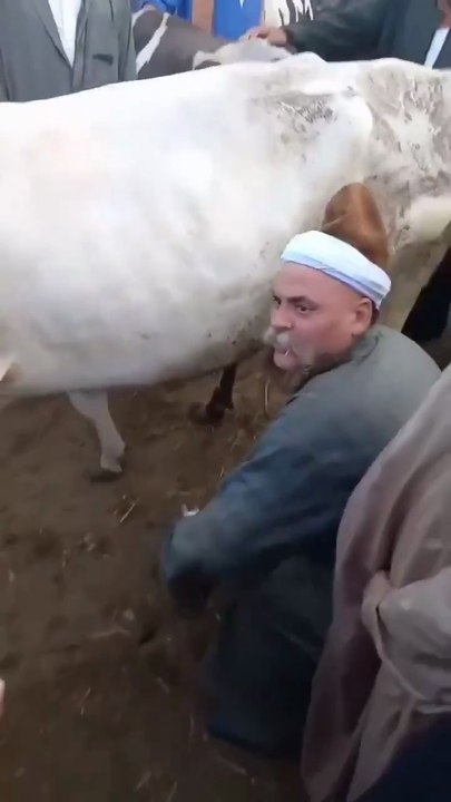 Caught in the Dairy Crossfire! 😂🐮