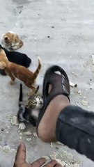 Adorable Kitten Playtime 🐾 – Watch These Cute Cats Jump and Have Fun!