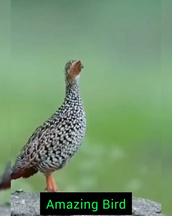 All video about birds life and hunting birds etc