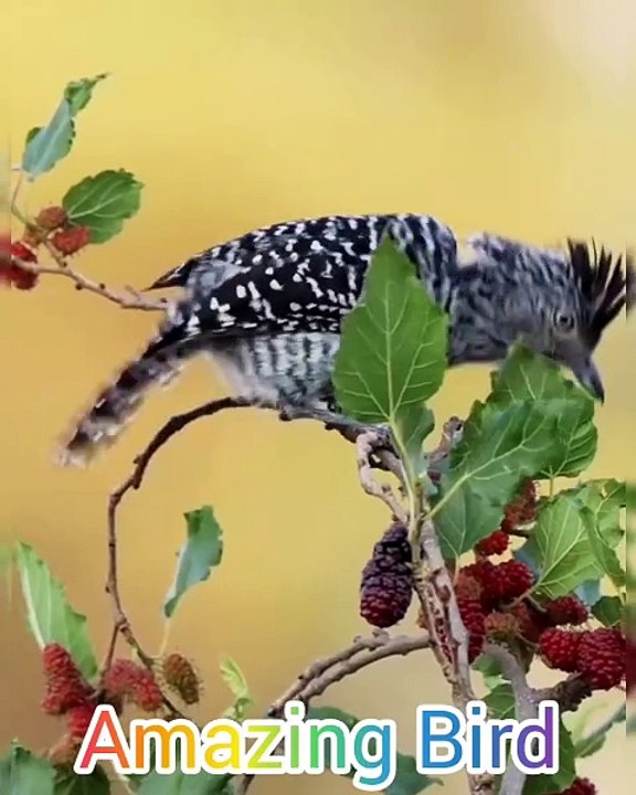 All video about birds life and hunting birds etc