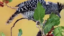 All video about birds life and hunting birds etc