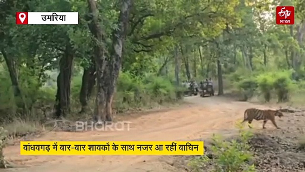 बांधवगढ़ टाइगर रिजर्व में बार-बार हो रहा कुछ ऐसा, जो वन विभाग को दे रहा इशारा