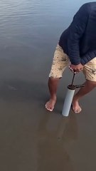 Harvesting sand shrimp using a pump.😲