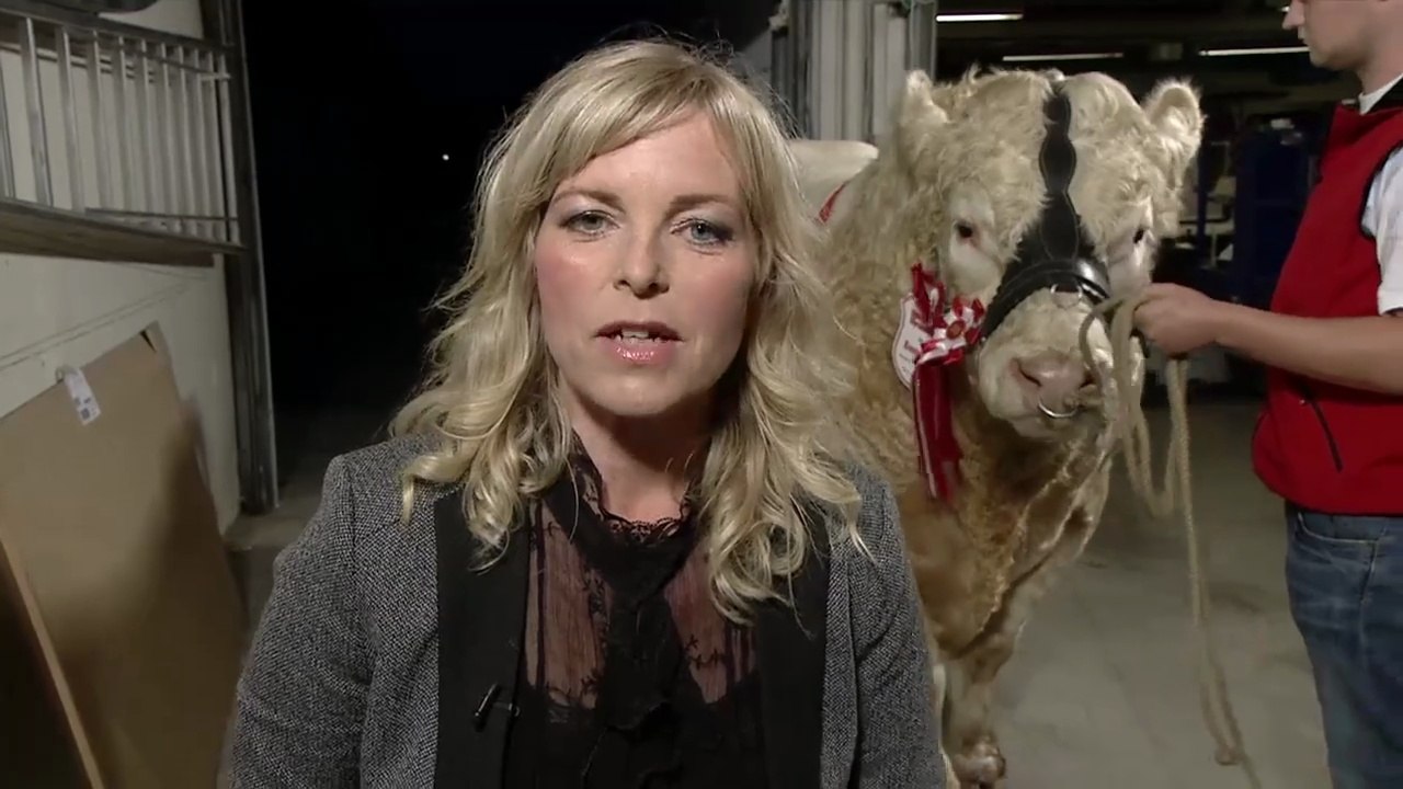 Ingrid Buch - Tyren Daddy var på vej til dyrskue, men skulle da lige forbi studiet først | 2015 | TV2 NORD
