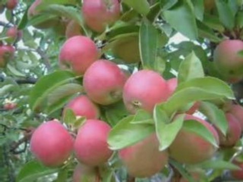 ismail yk - gidersen müzigiyle paşaören köyü