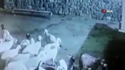 O anlar böyle kaydedildi! Bakın akıllı koyun kurttan nasıl kurtuldu